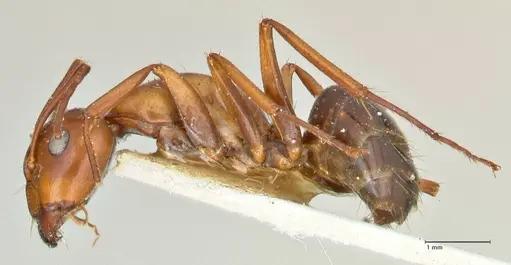 Camponotus alii specimen FOCOL2415 image focol2415_3