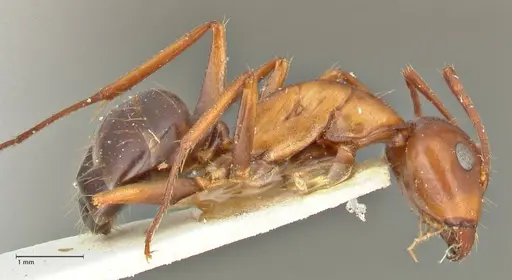 Camponotus alii specimen FOCOL2415 image focol2415_4