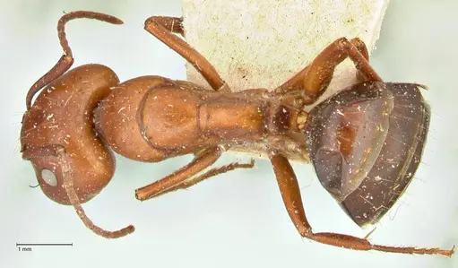 Camponotus alii specimen FOCOL2416 image focol2416_1