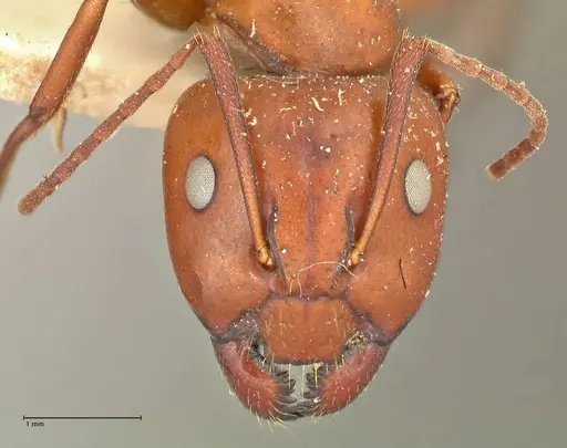 Camponotus alii specimen FOCOL2416 image focol2416_2