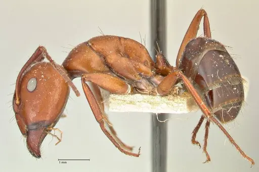 Camponotus alii specimen FOCOL2416 image focol2416_3