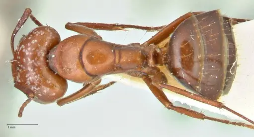 Camponotus alii specimen FOCOL2417 image focol2417_1