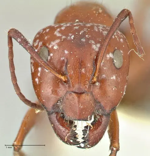 Camponotus alii specimen FOCOL2417 image focol2417_2