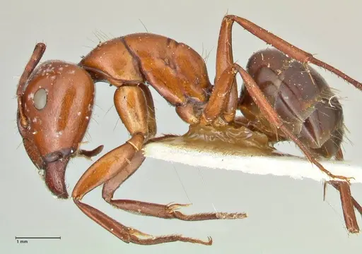 Camponotus alii specimen FOCOL2417 image focol2417_3
