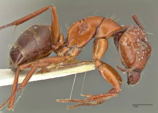 Camponotus alii specimen FOCOL2417 image focol2417_4