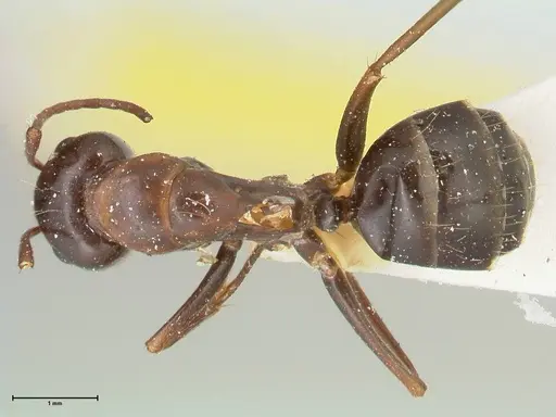 Camponotus alii specimen FOCOL2418 image focol2418_1