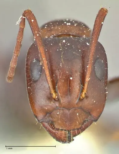 Camponotus alii specimen FOCOL2418 image focol2418_2