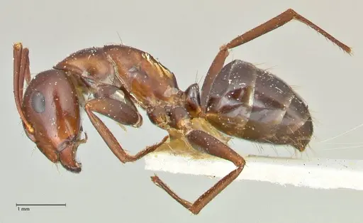 Camponotus alii specimen FOCOL2418 image focol2418_3