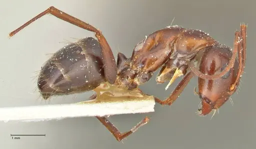 Camponotus alii specimen FOCOL2418 image focol2418_4