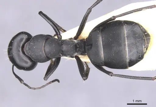 Camponotus amaurus specimen CASENT0911611 image casent0911611_1