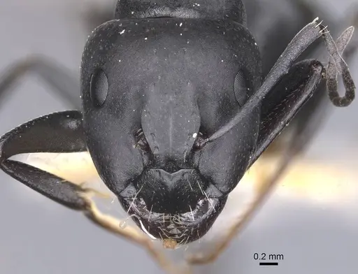 Camponotus amaurus specimen CASENT0911611 image casent0911611_2