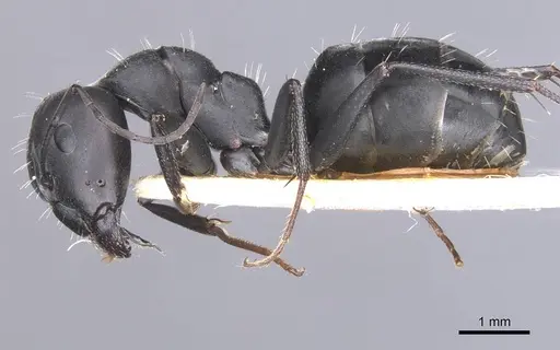 Camponotus amaurus specimen CASENT0911611 image casent0911611_3