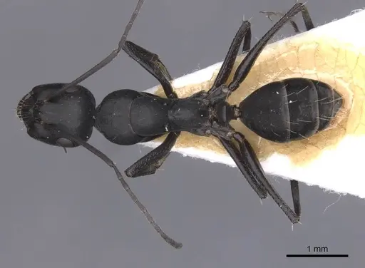 Camponotus amaurus specimen CASENT0911612 image casent0911612_1