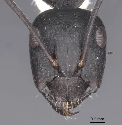Camponotus amaurus specimen CASENT0911612 image casent0911612_2
