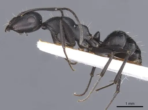 Camponotus amaurus specimen CASENT0911612 image casent0911612_3