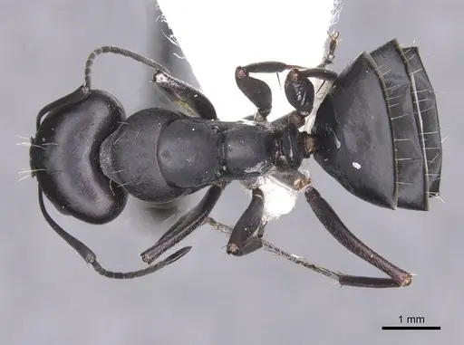Camponotus amaurus specimen CASENT0913684 image casent0913684_1