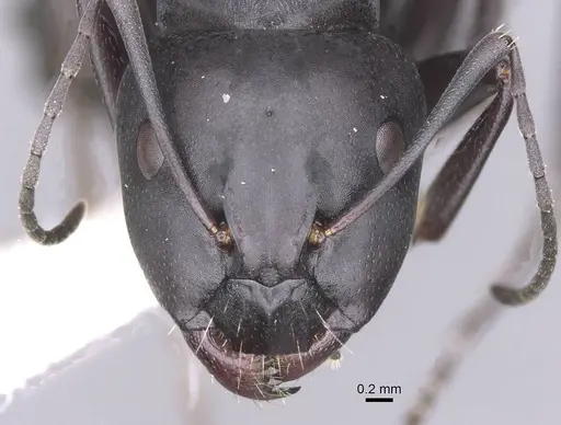 Camponotus amaurus specimen CASENT0913684 image casent0913684_2