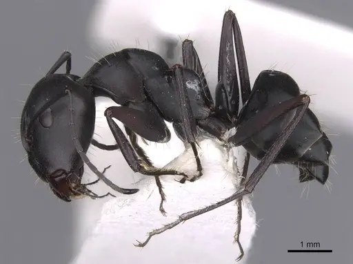 Camponotus amaurus specimen CASENT0913684 image casent0913684_3