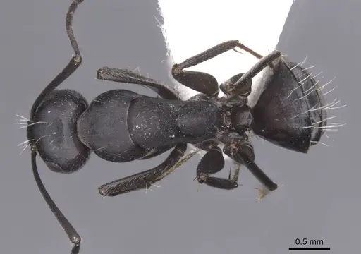 Camponotus amaurus specimen CASENT0913685 image casent0913685_1
