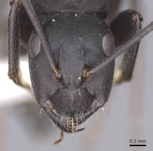 Camponotus amaurus specimen CASENT0913685 image casent0913685_2