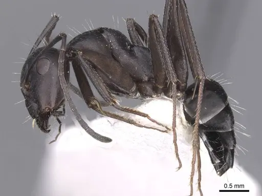 Camponotus amaurus specimen CASENT0913685 image casent0913685_3