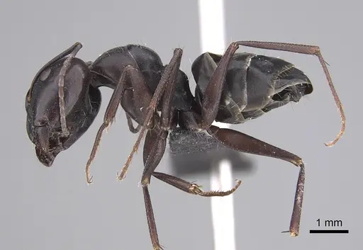 Camponotus amaurus specimen KG01863-2 image kg01863-2_1