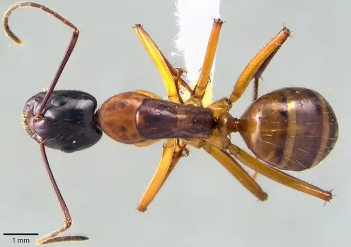 Camponotus americanus specimen ANTWEB1041698 image antweb1041698_1