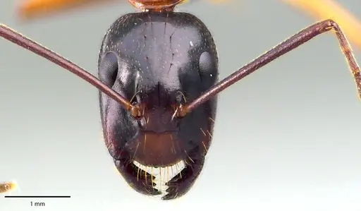 Camponotus americanus specimen ANTWEB1041698 image antweb1041698_2