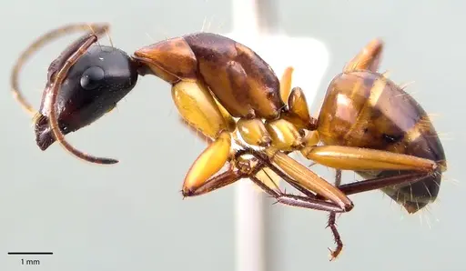 Camponotus americanus specimen ANTWEB1041698 image antweb1041698_3