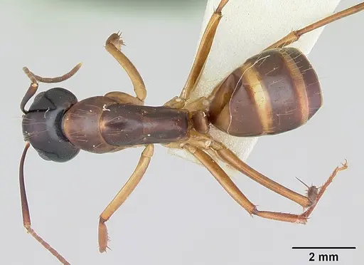 Camponotus americanus specimen CASENT0172605 image casent0172605_1