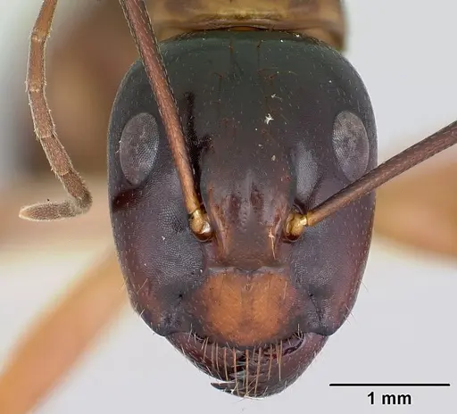 Camponotus americanus specimen CASENT0172605 image casent0172605_2