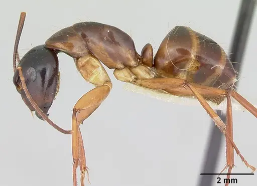 Camponotus americanus specimen CASENT0172605 image casent0172605_3
