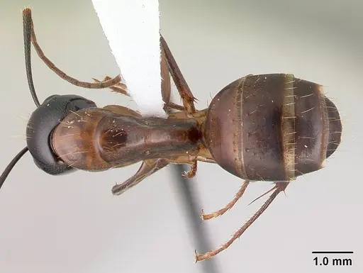 Camponotus americanus specimen CASENT0179851 image casent0179851_1