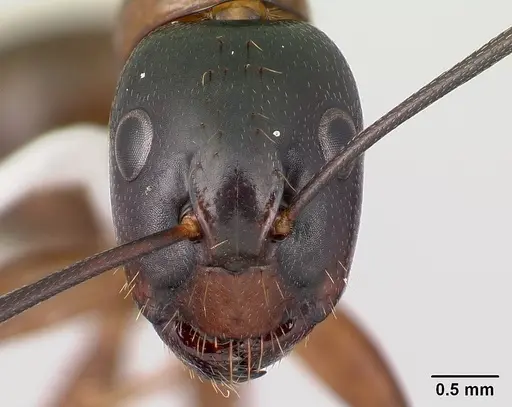 Camponotus americanus specimen CASENT0179851 image casent0179851_2