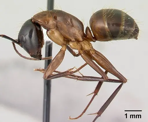Camponotus americanus specimen CASENT0179851 image casent0179851_3