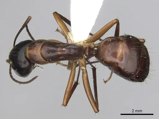 Camponotus americanus specimen CASENT0280004 image casent0280004_1