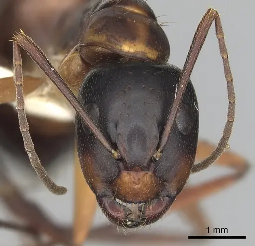 Camponotus americanus specimen CASENT0280004 image casent0280004_2