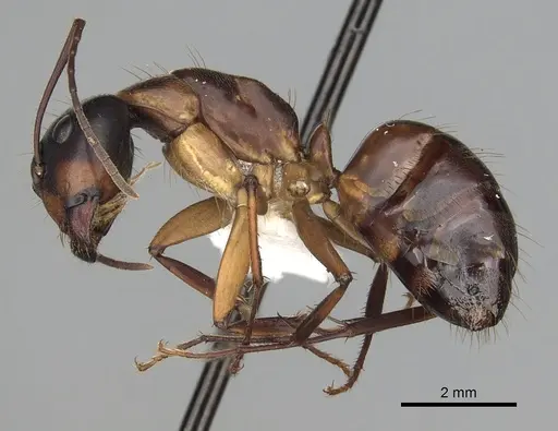 Camponotus americanus specimen CASENT0280004 image casent0280004_3