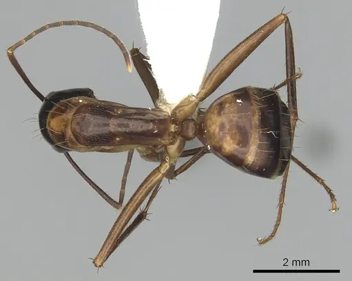 Camponotus americanus specimen CASENT0280005 image casent0280005_1