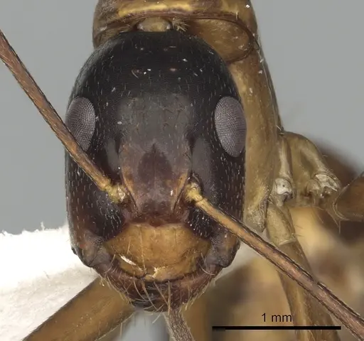 Camponotus americanus specimen CASENT0280005 image casent0280005_2