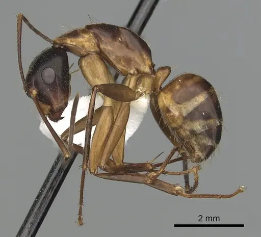 Camponotus americanus specimen CASENT0280005 image casent0280005_3