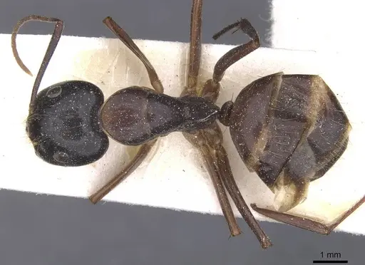 Camponotus americanus specimen CASENT0911613 image casent0911613_1