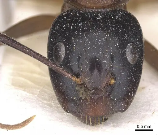 Camponotus americanus specimen CASENT0911613 image casent0911613_2
