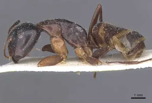 Camponotus americanus specimen CASENT0911613 image casent0911613_3