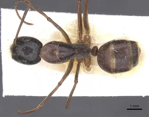 Camponotus americanus specimen CASENT0911614 image casent0911614_1