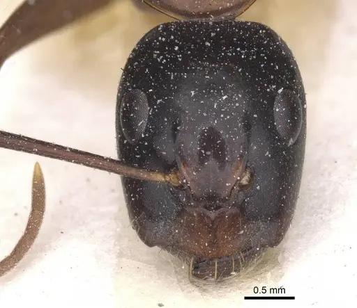 Camponotus americanus specimen CASENT0911614 image casent0911614_2