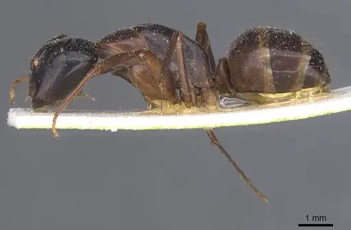 Camponotus americanus specimen CASENT0911614 image casent0911614_3
