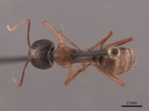 Camponotus americanus specimen FMNHINS0000045687 image fmnhins0000045687_1