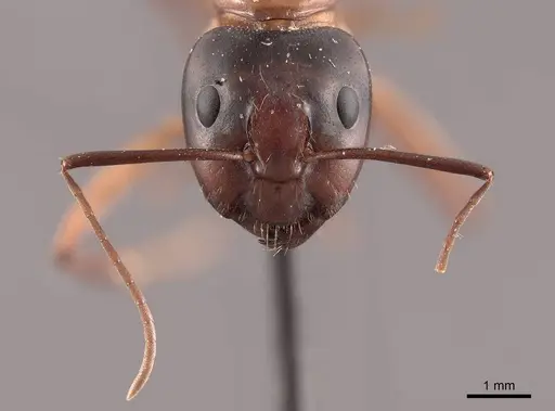 Camponotus americanus specimen FMNHINS0000045687 image fmnhins0000045687_2