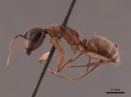 Camponotus americanus specimen FMNHINS0000045687 image fmnhins0000045687_3